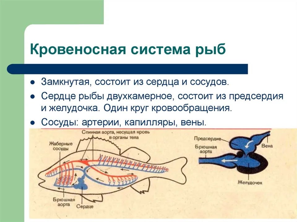 Строение кровеносной системы рыб