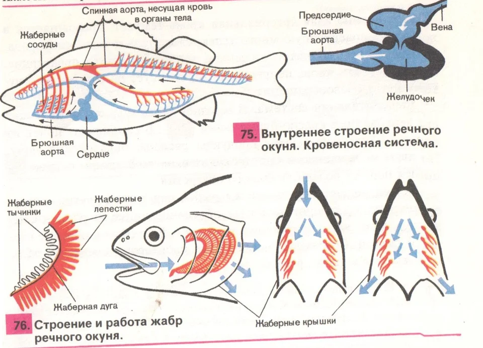 Строение органов дыхания рыб