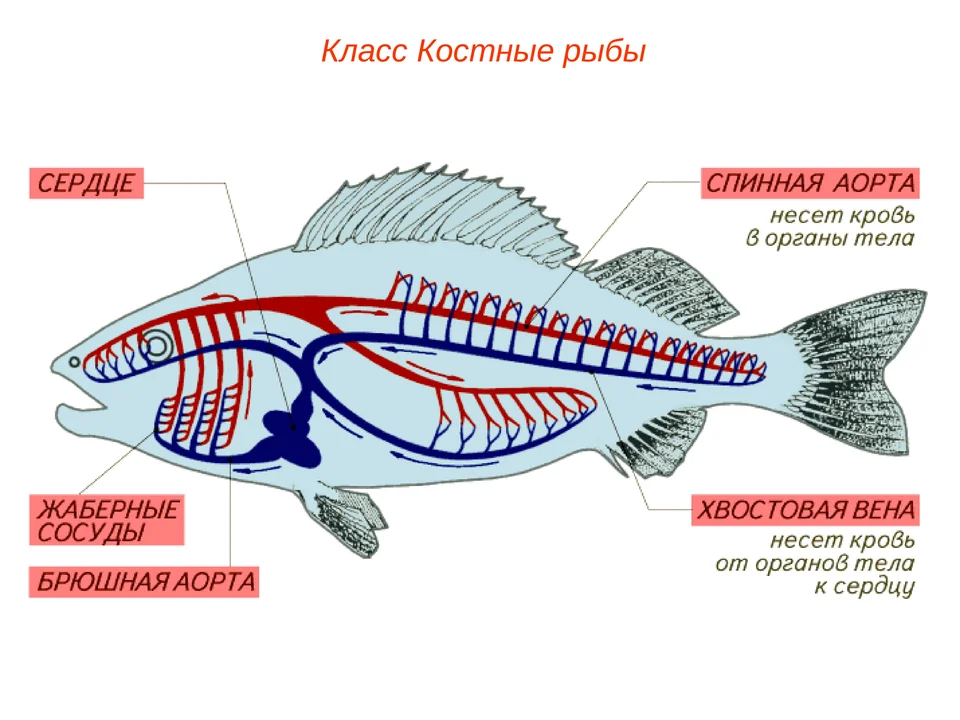 Системы органов рыб