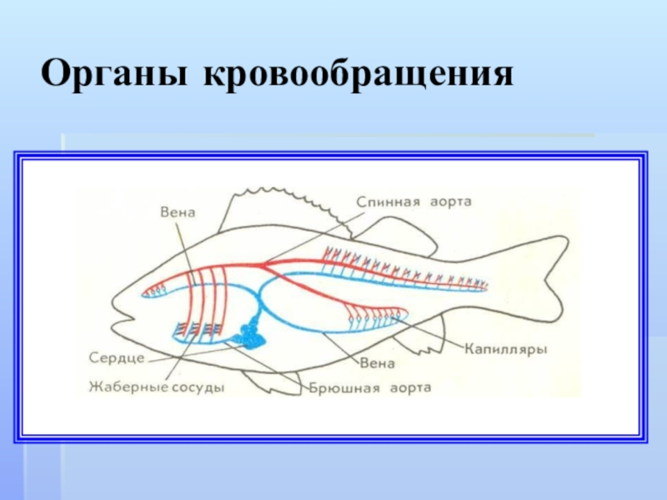 Части кровеносной системы рыбы