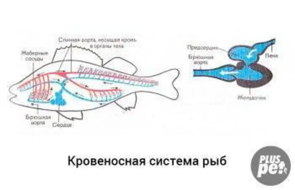 Схема строения кровеносной системы костной рыбы