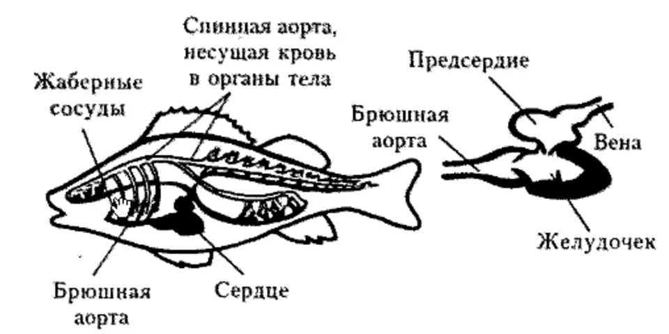 Органы кровеносной системы у рыб
