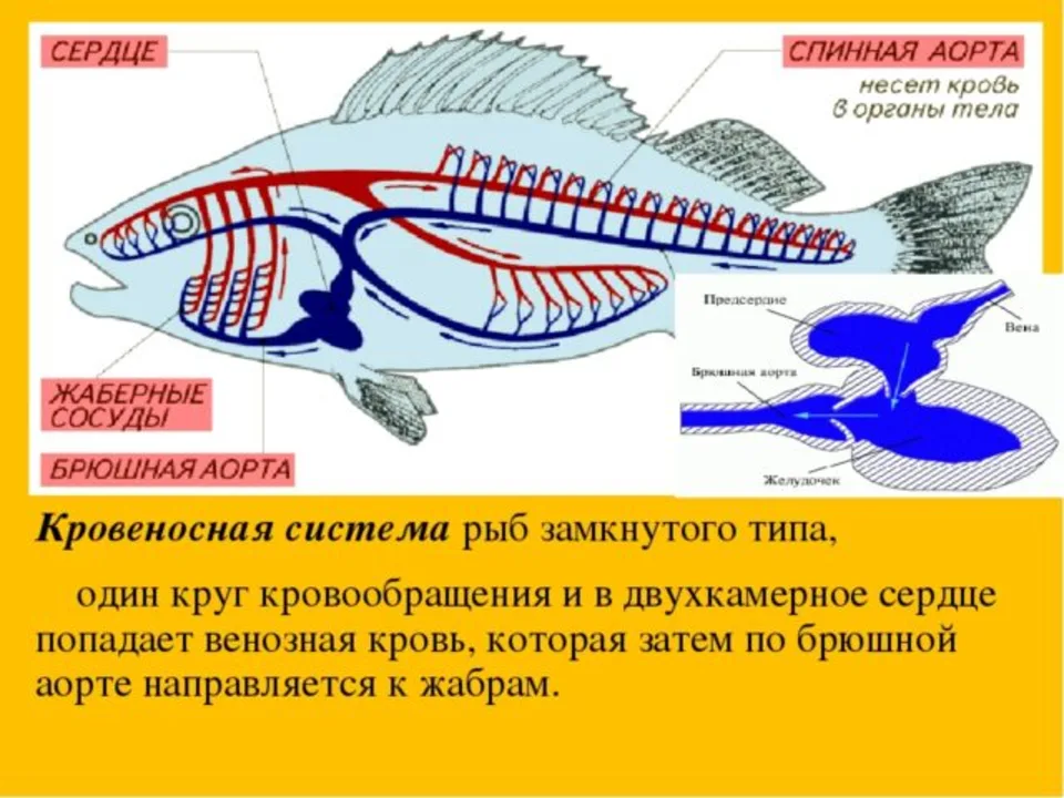 Кровеносная система костных рыб