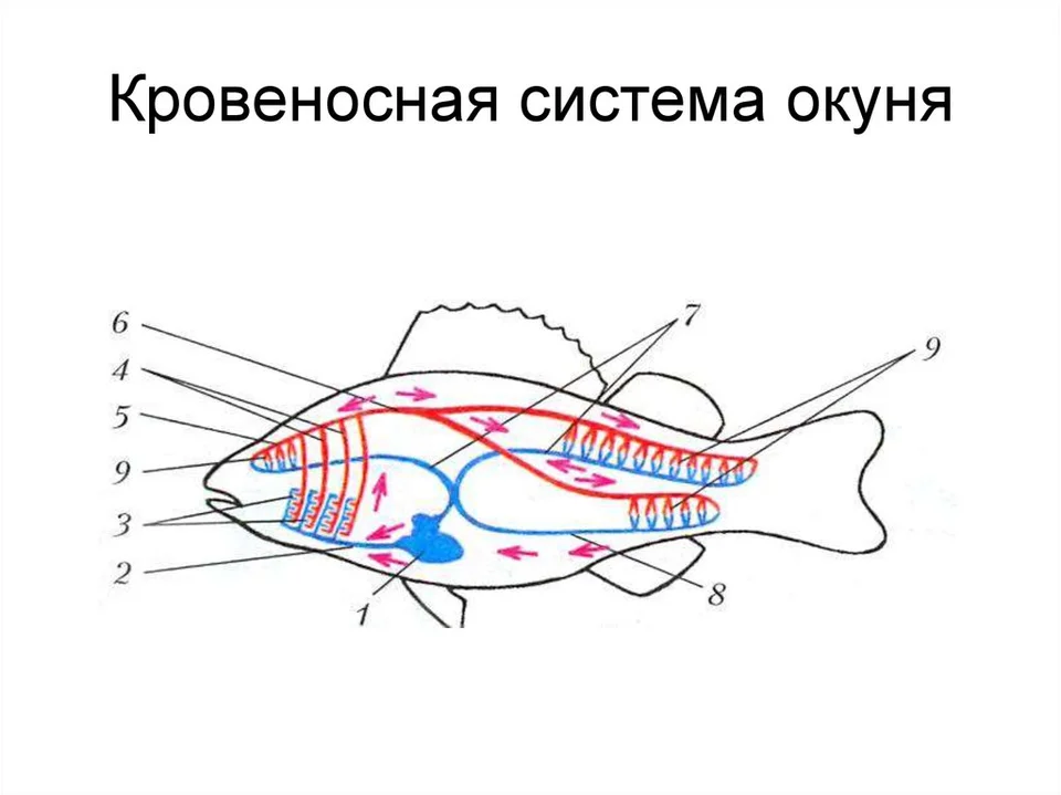 Кровеносная и дыхательная система костной рыбы