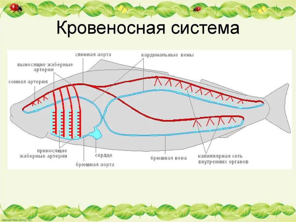 Кровеносная система рыб незамкнутая