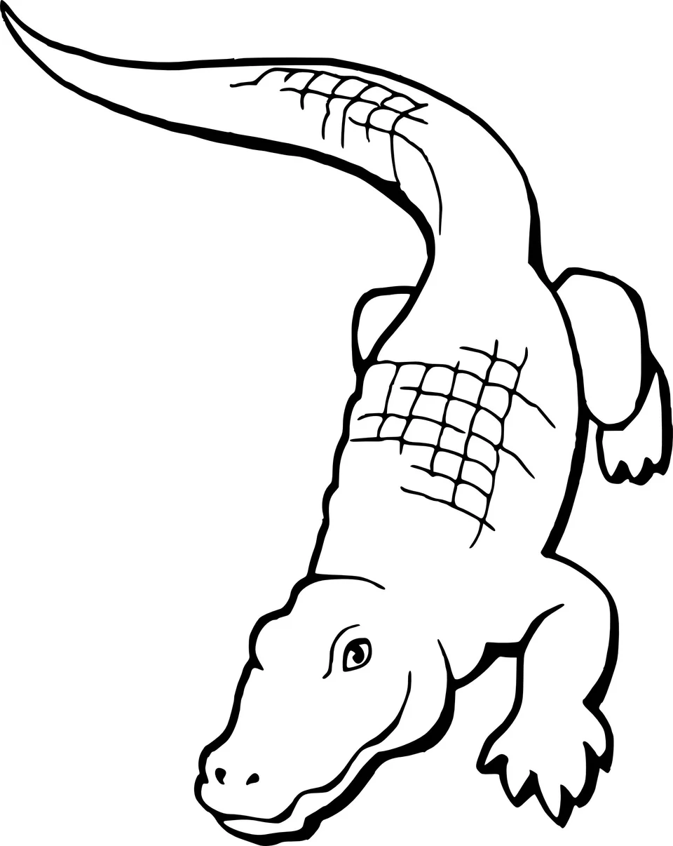 Раскраска крокодил аллигатор