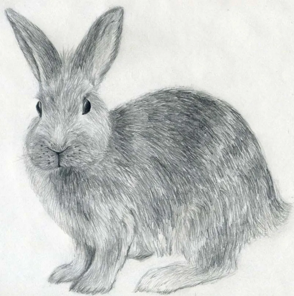 Кролик простым карандашом