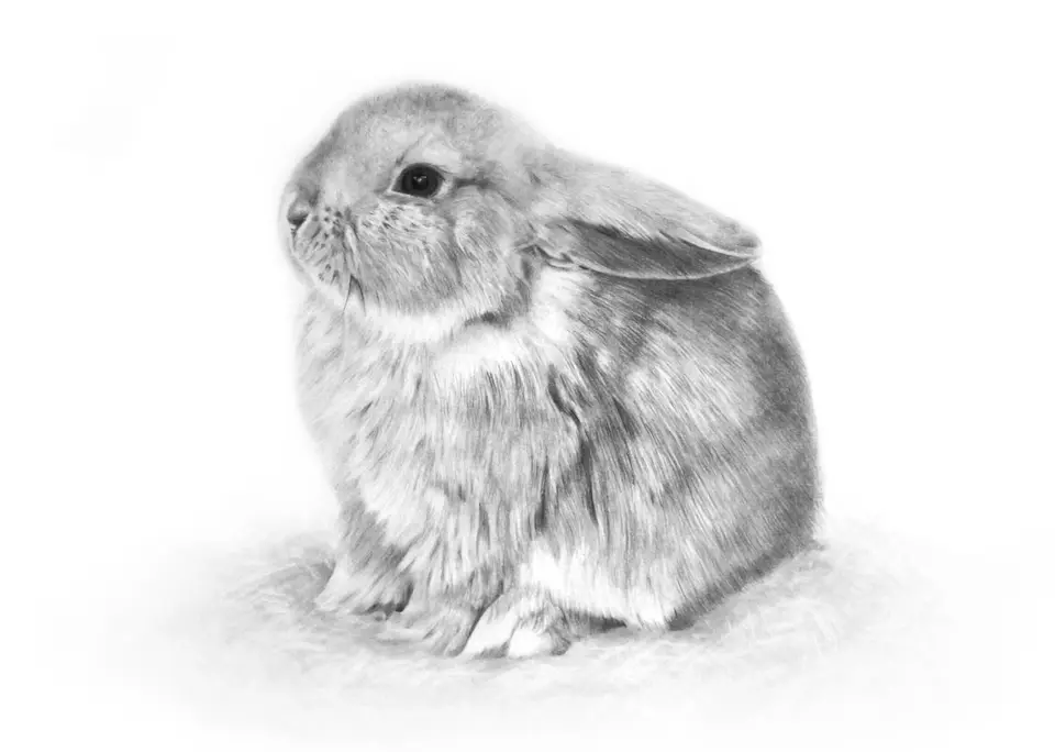 Рисунок карандашом кролик