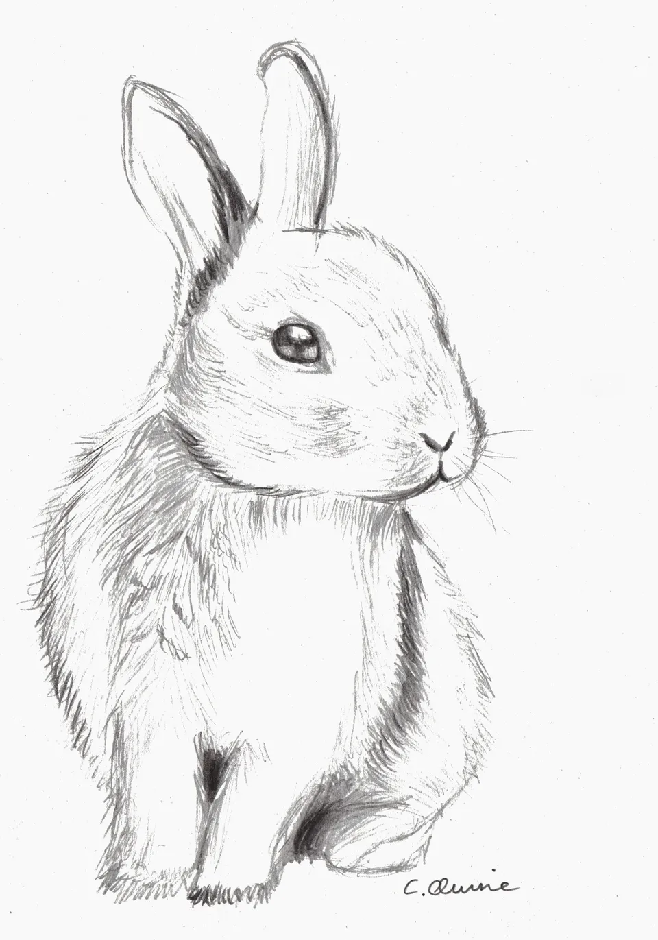 Лёгкий рисунок кролика