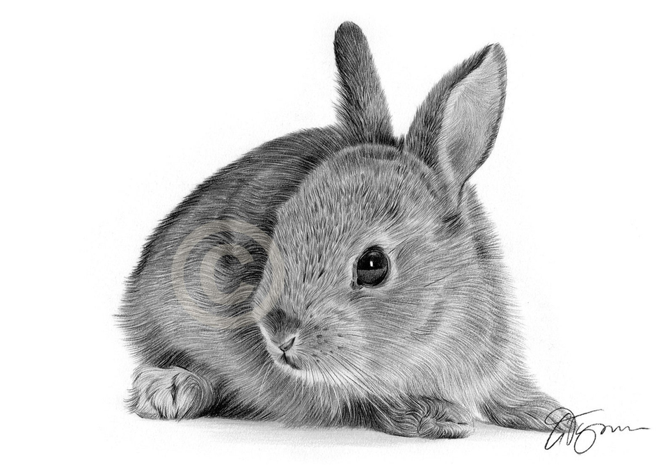 Кролик простым карандашом