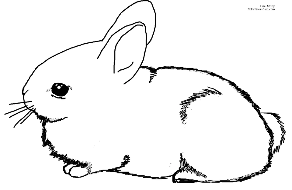Кролик раскраска для детей