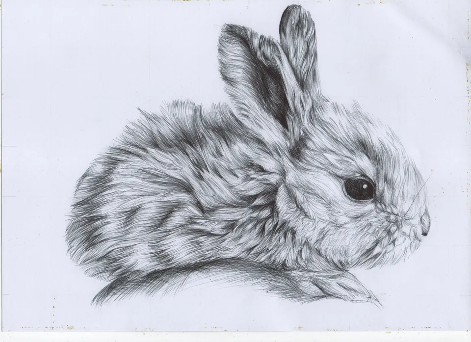 Рисунок заяц карандашом
