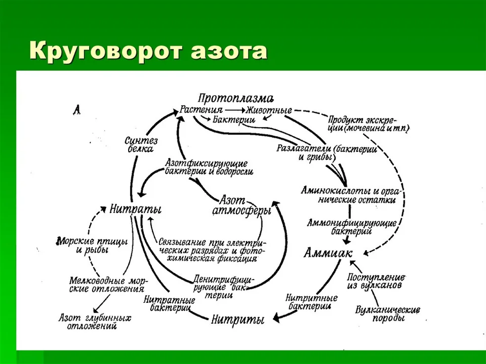 Схема круговорота азота в природе