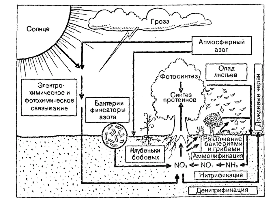 Схема круговорота азота