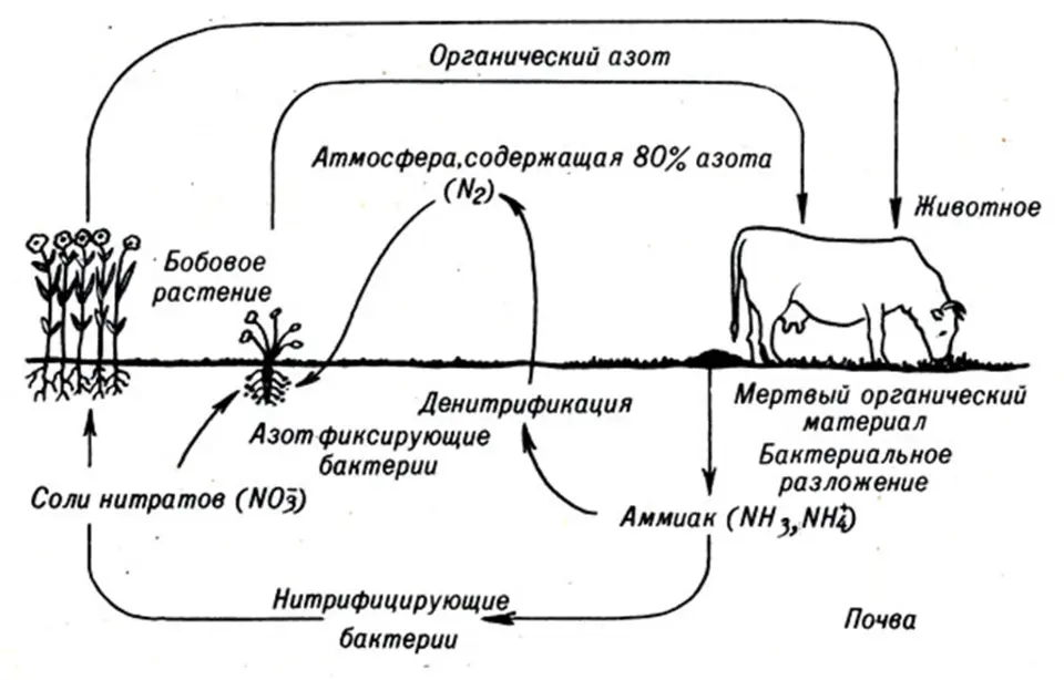 Биологический круговорот азота схема