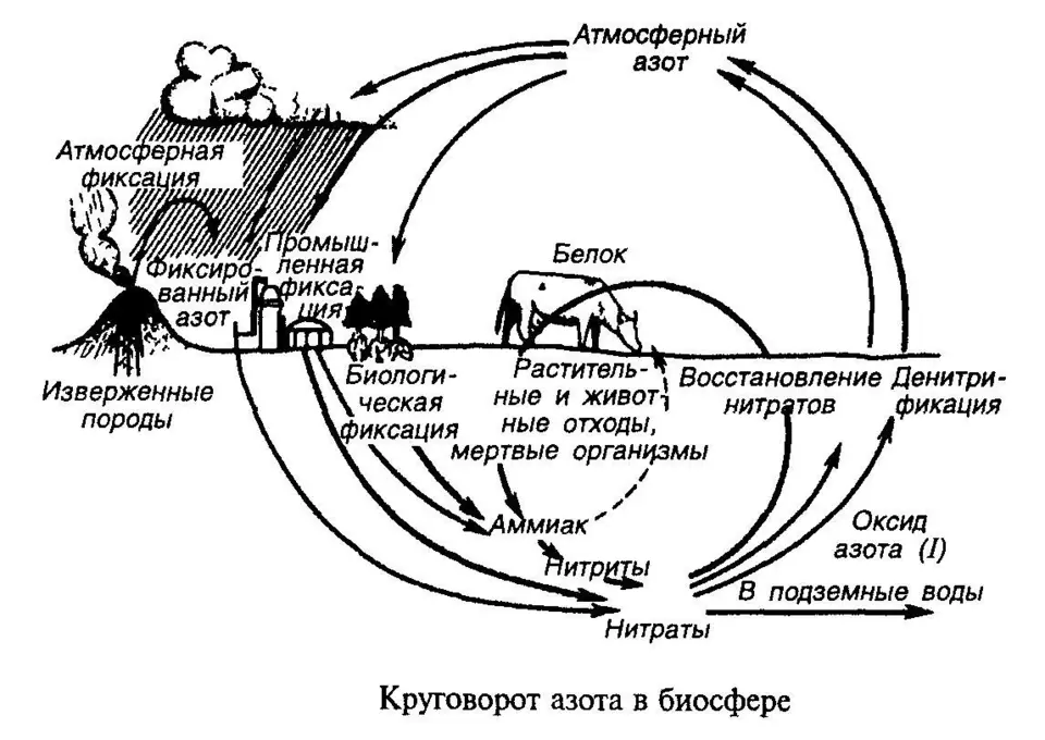 Биологический круговорот азота схема
