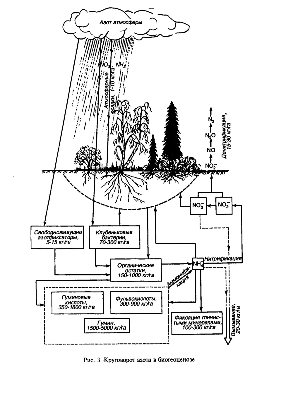 Круговорот азота в биосфере