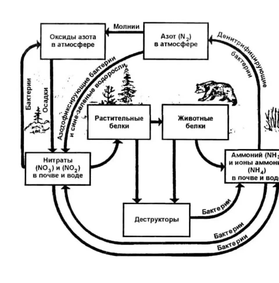Биогеохимический цикл азота