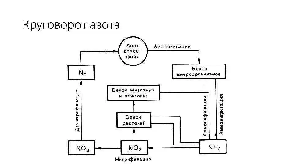 Круговорот азота схема нитрификация
