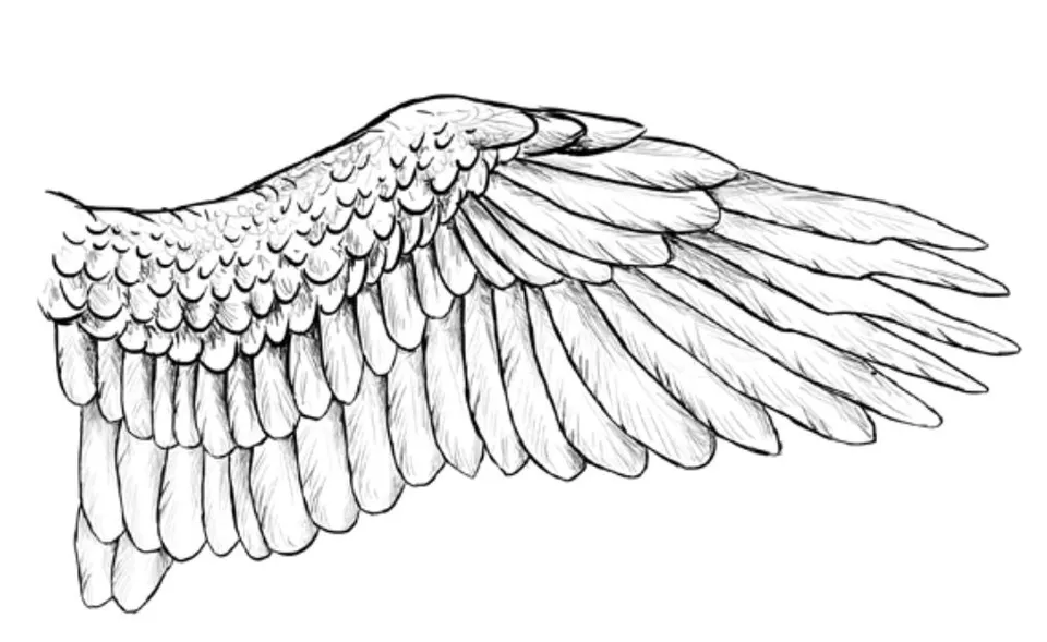Крылья птицы рисунок