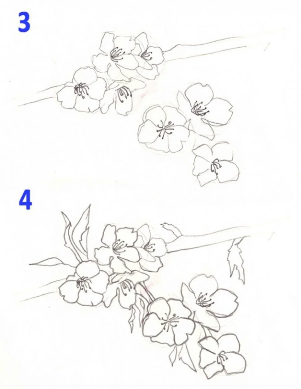 Поэтапное рисование цветов сакуры
