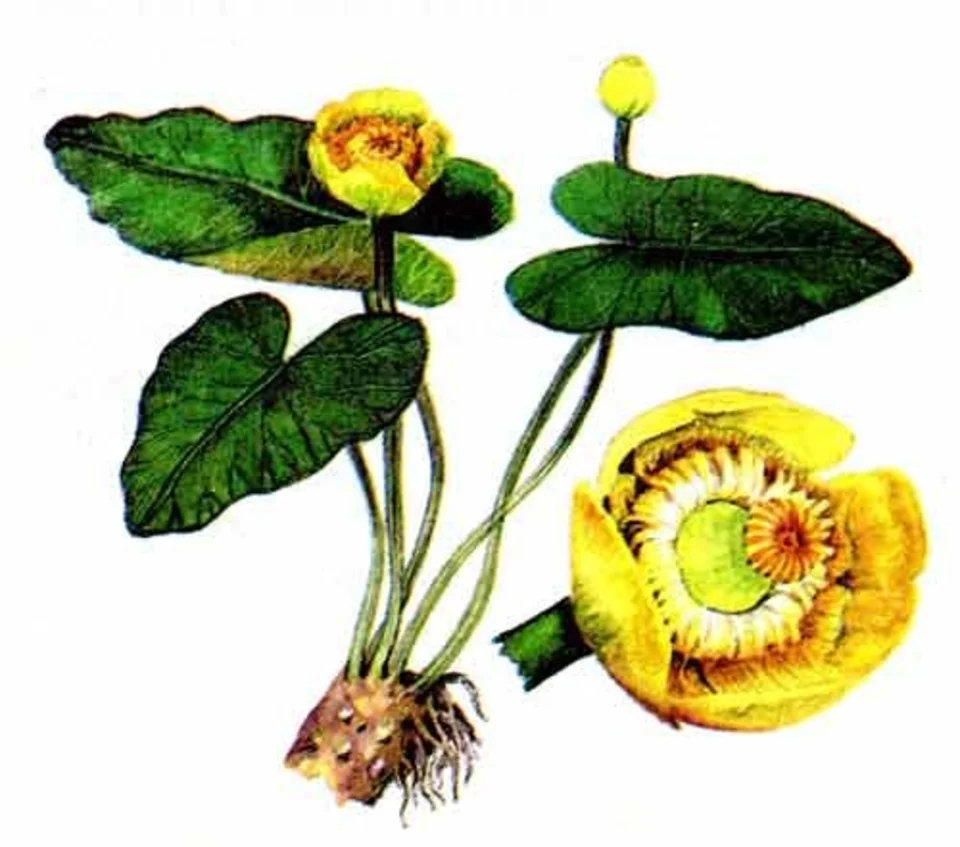 Кубышка желтая ботаника