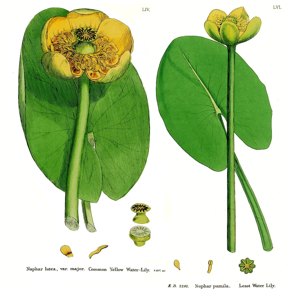 Кубышка желтая ботаническая иллюстрация