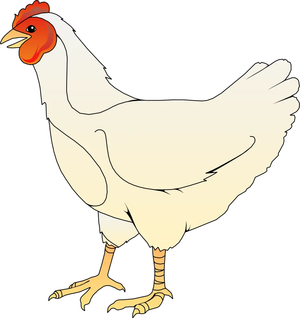 Курица на белом фоне