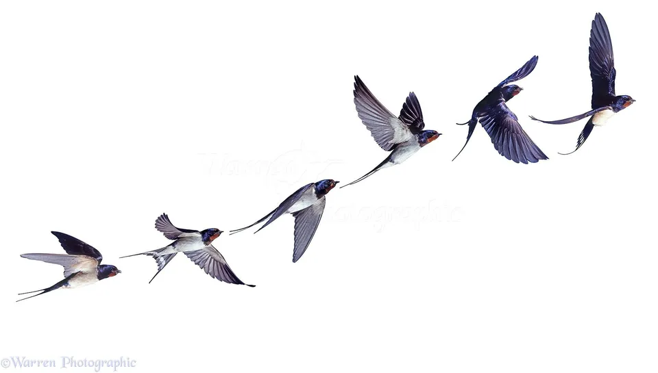 Летящие птицы на прозрачном фоне