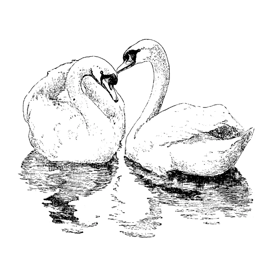 Лебедь черно белый рисунок