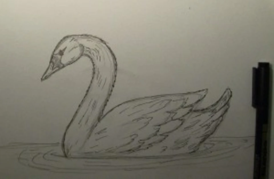 Рисуем лебедя