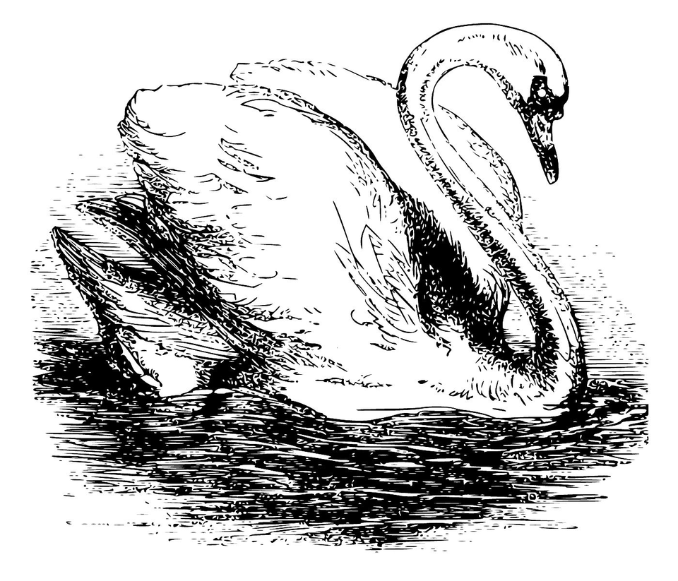 Лебедь для срисовки