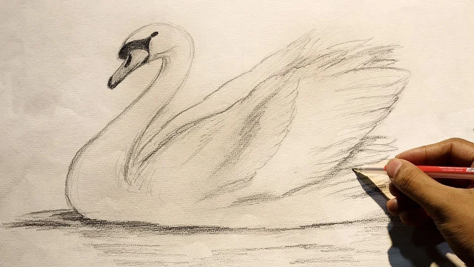 Рисунок лебедя карандашом