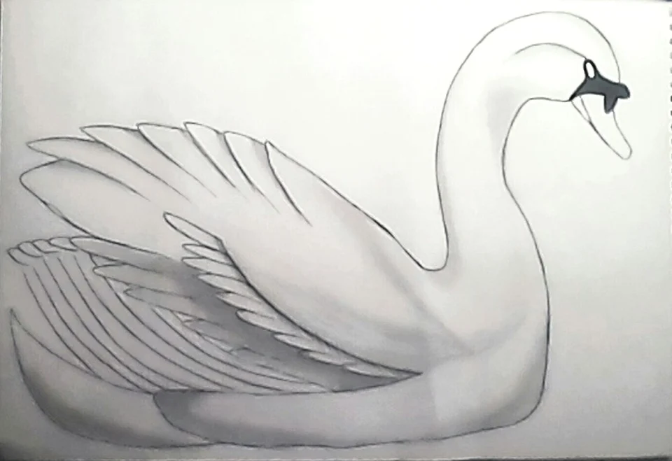Рисунок лебедя карандашом