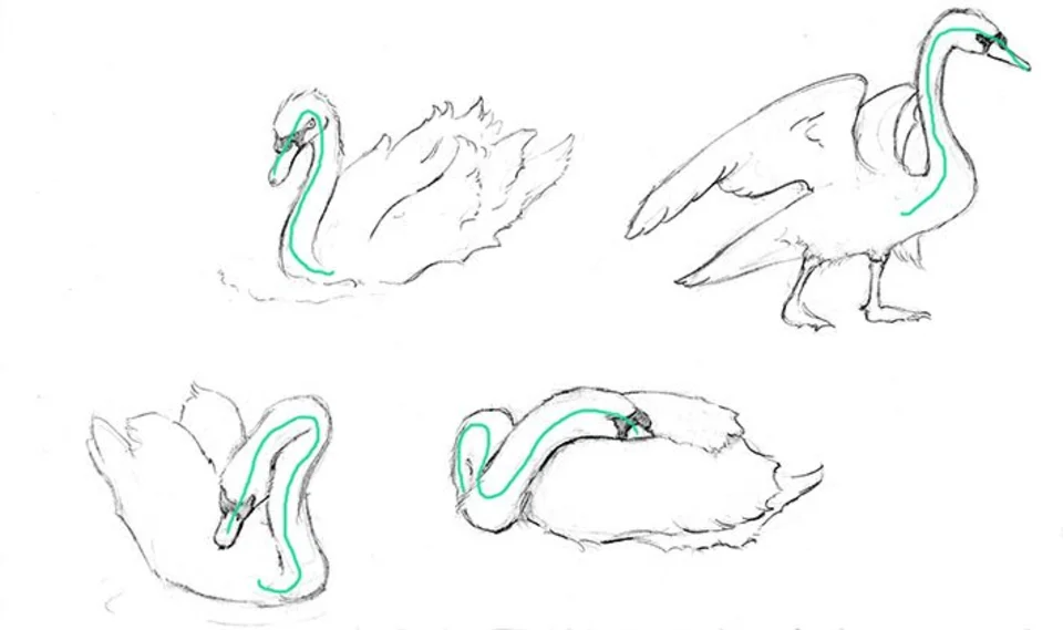 Лебедь рисунок поэтапно
