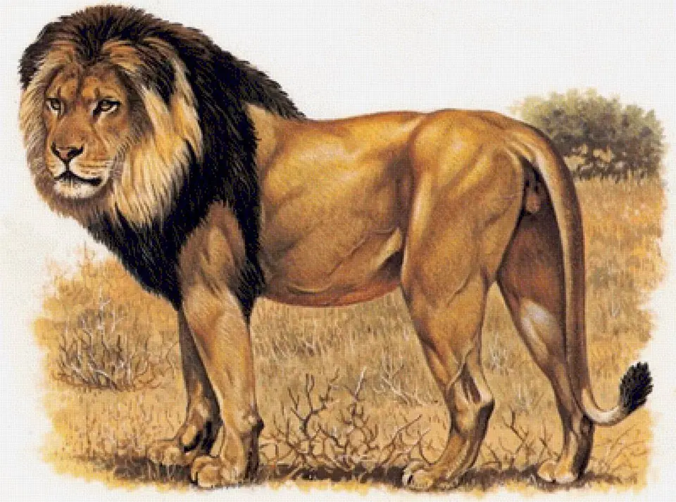 Животные лев