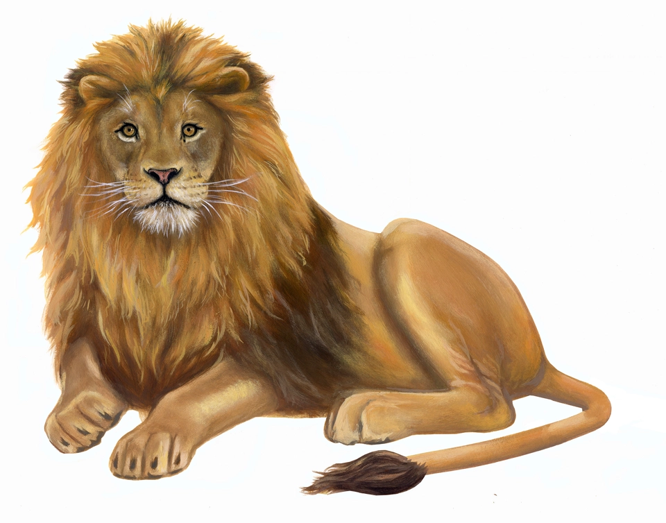 Рисунок льва детский