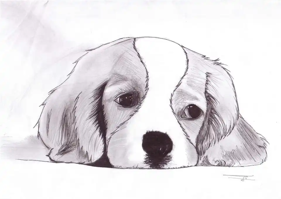 Рисунки карандашом для срисовки собаки