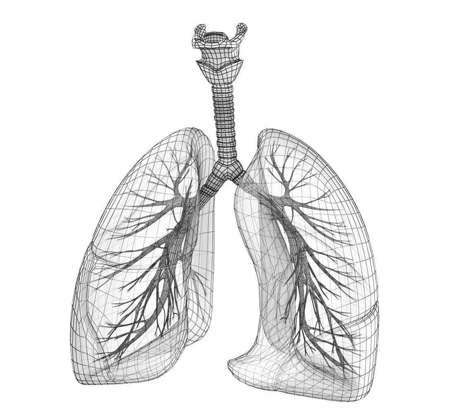 Лёгкие рисунок анатомия