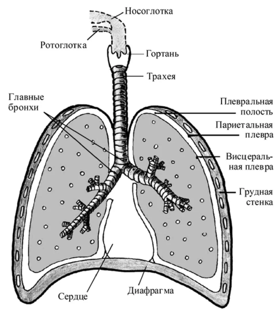 Строение органов дыхания человека