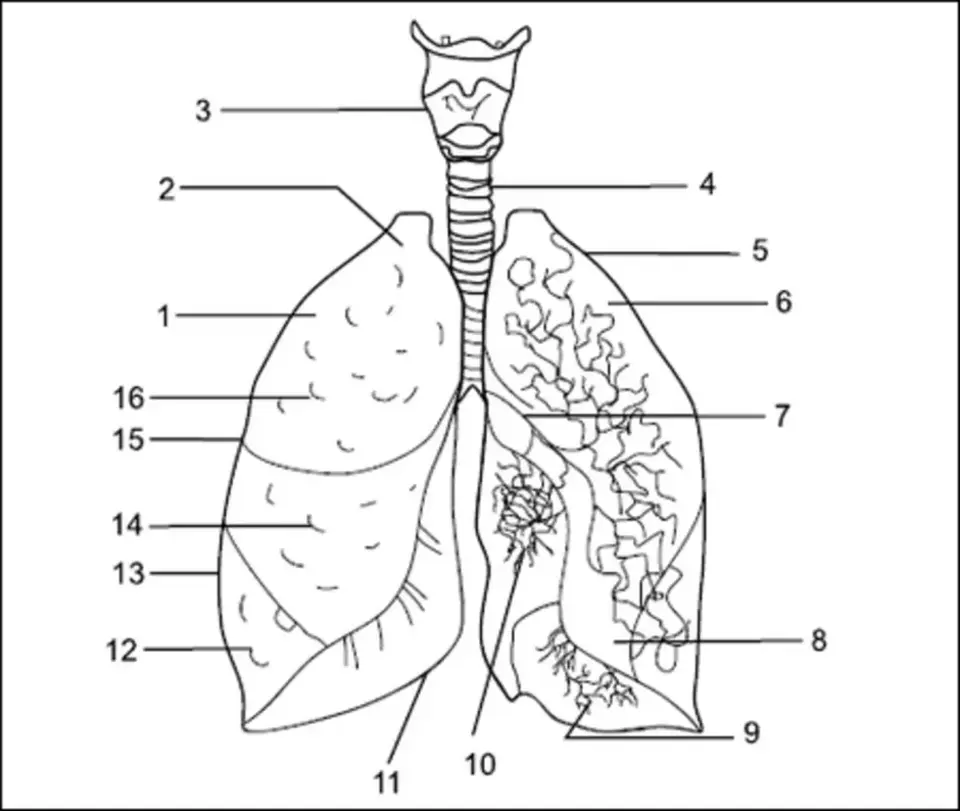 Строение лёгких человека