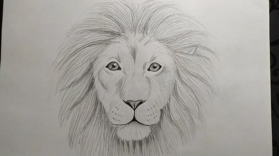 Рисунок льва карандашом для срисовки