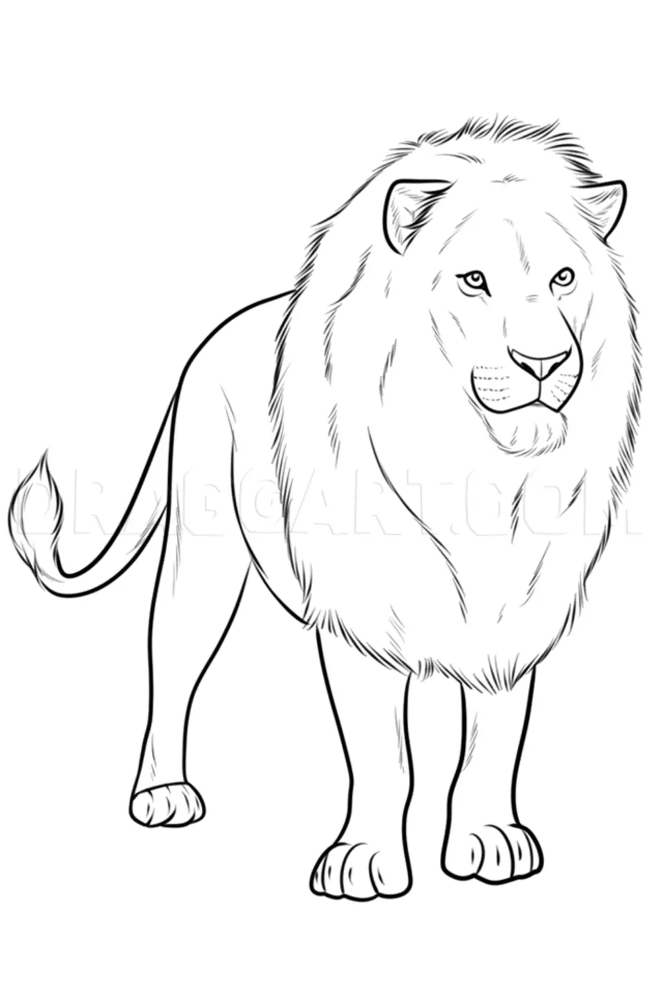 Лёгкий рисунок льва