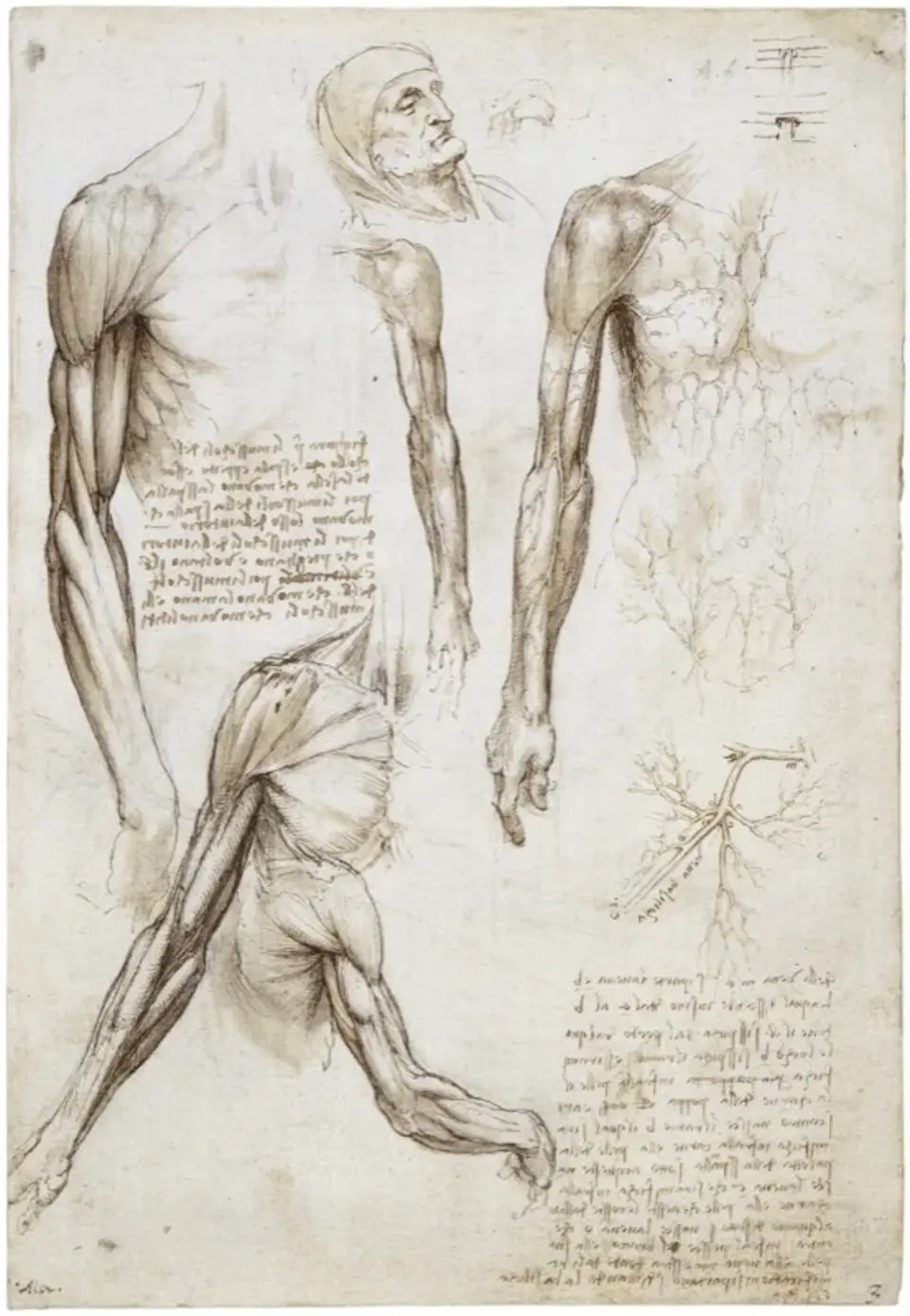 Анатомические зарисовки леонардо давинчи