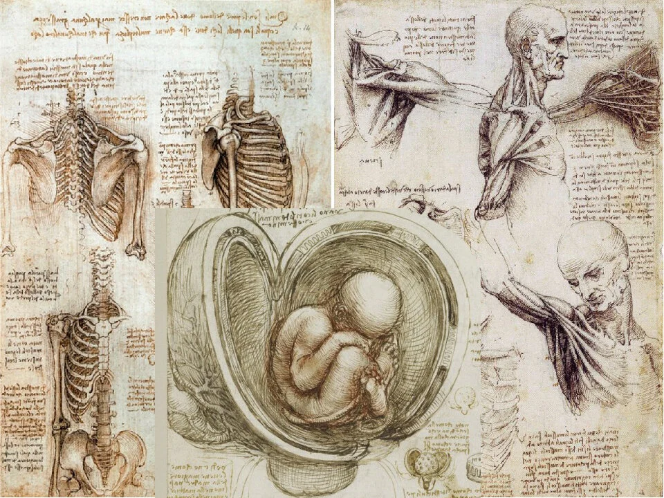 Леонардо да винчи анатомия