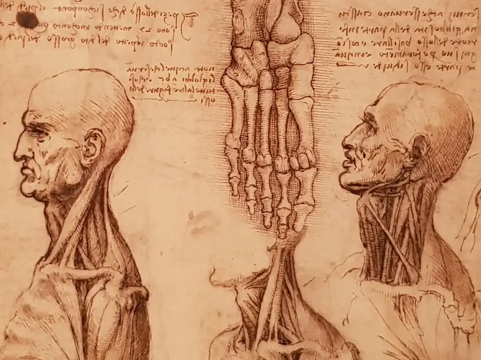 Леонардо да винчи зарисовки анатомии копия