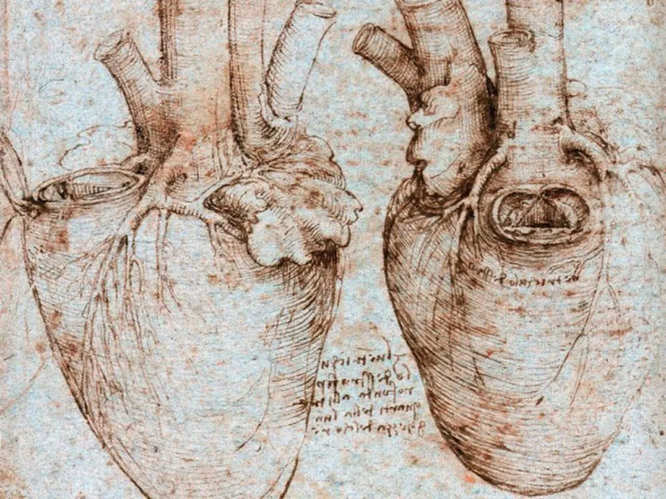 Анатомические зарисовки леонардо да винчи