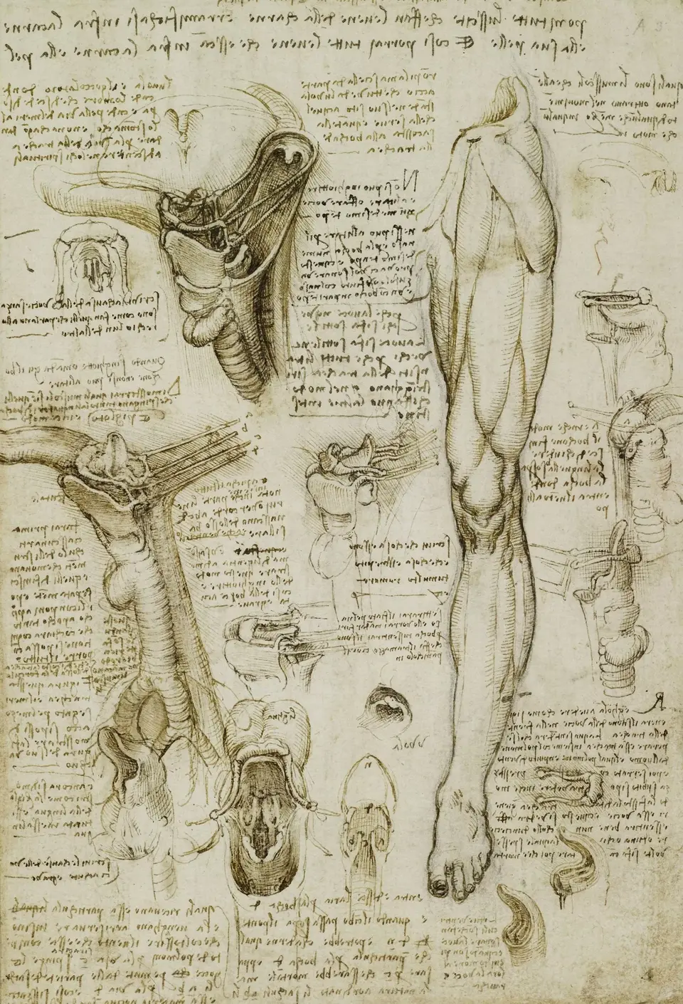 Леонардо да винчи анатомия