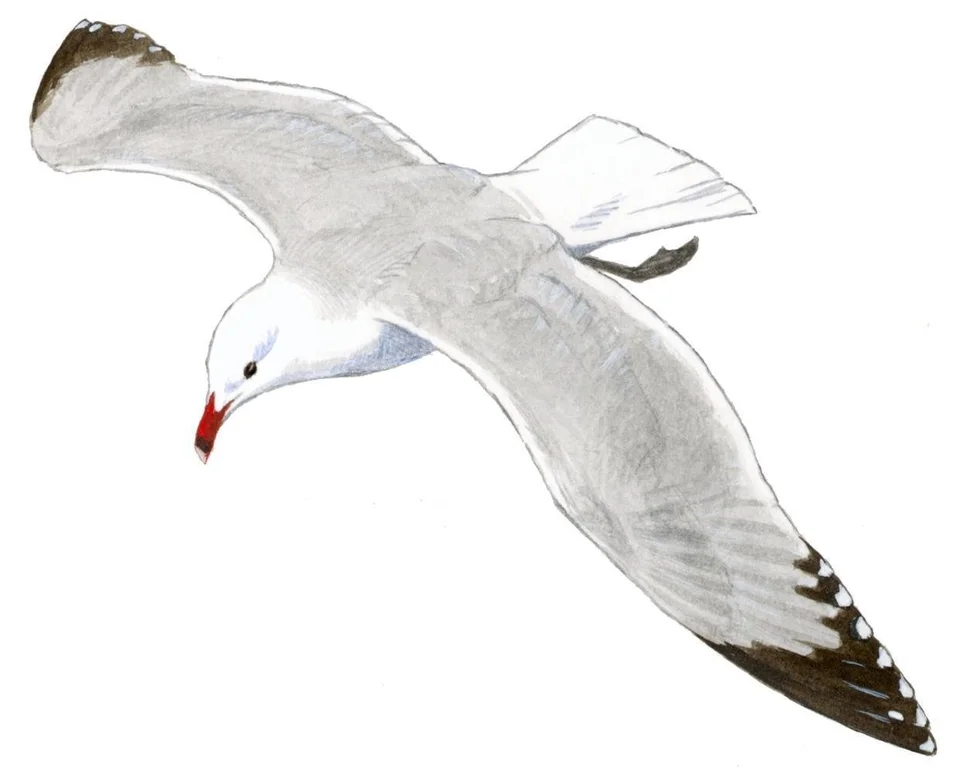 Белая чайка