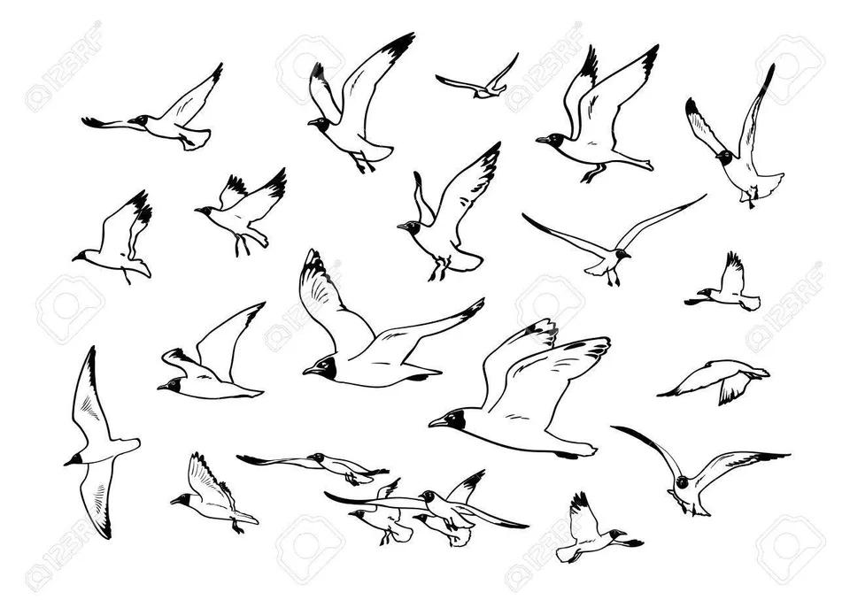 Стилизованное изображение чайки